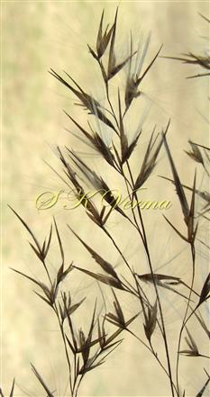  Inflorescence branch bearing spikelets